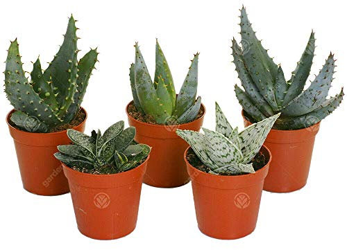 GardenersDream 5 x Mixed Aloe, Succulent, and Cactus Plants - Live Air Purifying Indoor Houseplants - Low Maintenance Indoor Plants for Home - Great Gifts for Plant Lovers (5-15cm incl. 5.5cm Pot)