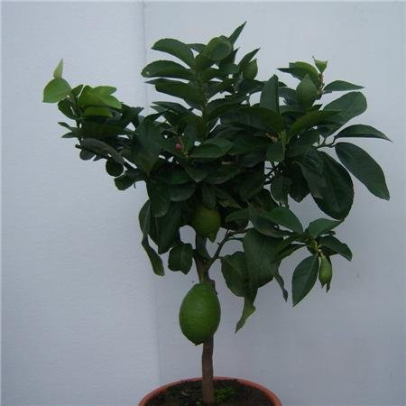 Citrus Lemon Tree 80cm Standard by Cross Common Nursery