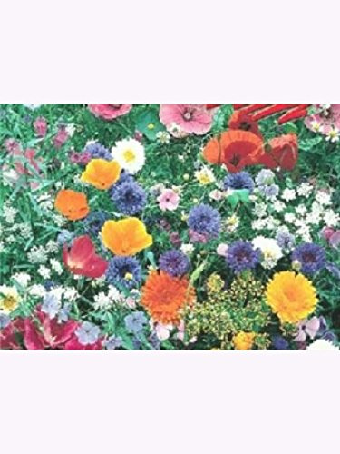 Blumenmischung, Wiesenblumen und Kräuter, Inhalt: 1kg für bis zu 1000m², mehrjährig, Höhe: 30-70 cm, Futterpflanzen für Bienen, Hummeln, Schmetterlinge usw, Profi-Blumenwiese