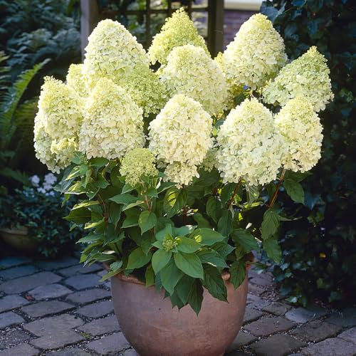 YouGarden Hydrangea paniculata 'Limelight', Set of Three Established Plants in 8-9cm Pots, Ready to Plant