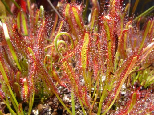 Seedeo Sonnentau (Drosera capensis) 50 Samen inkl. Anzuchtsubstrat