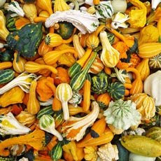 Heritage Heirloom Small Mixed Ornamental GOURDS 10 Organic Seeds POTIRON CITROUILLE Certified French Organic Grower