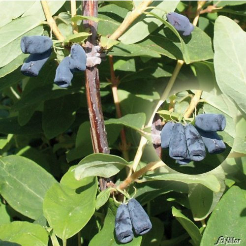 Lonicera - Sibirische Blaubeere 'Blue Velvet' Honigbeere Kamtschatka-Heckenkirsche 1 Pflanze im Topfballen von Garten Schlüter - Pflanzen in Top Qualität