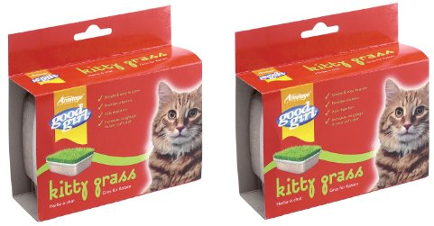 2 X GOOD GIRL KITTY KITTEN CAT GRASS