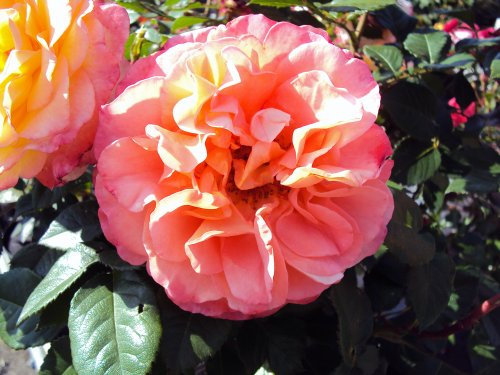 Edelrose Augusta Luise ® Containerrosen im großen 7,5 Liter Topf