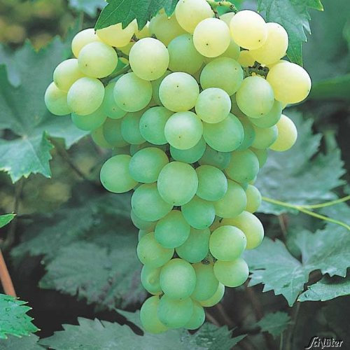 Weinrebe/Weintraube 'Lakemont®' 40-60 cm im 1,3 Liter Topf