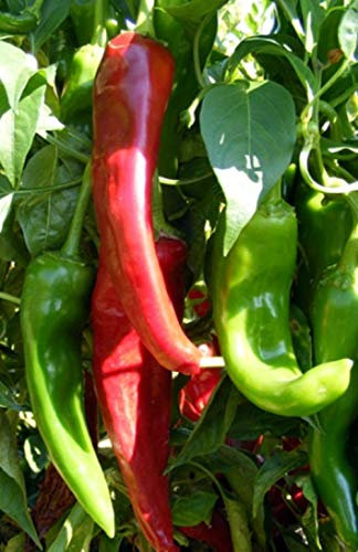 PREMIER SEEDS DIRECT - HOT Chilli Pepper - NUMEX Sandia - 75 Finest Seeds
