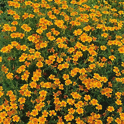 Tagetes tenuifolia, «Luna Orange».