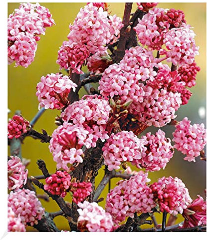 BALDUR Garten Duft-Schneeball Dawn, 1 Pflanze, Viburnum bodnantense Winterschneeball, winterhart, mehrjährig, pflegeleicht, blühend, Vanillie Duft, anspruchslose Pflanze