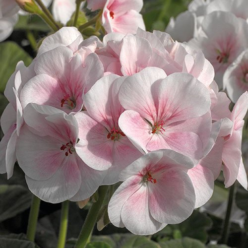 Plant World Seeds - Geranium 'Maverick Appleblossom' Seeds (Annual Flower Seeds)