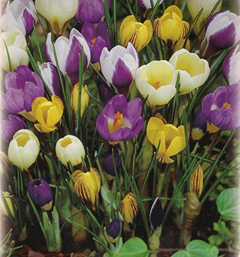50 Botanische gemischte Krokusse Blumenzwiebeln Crocus
