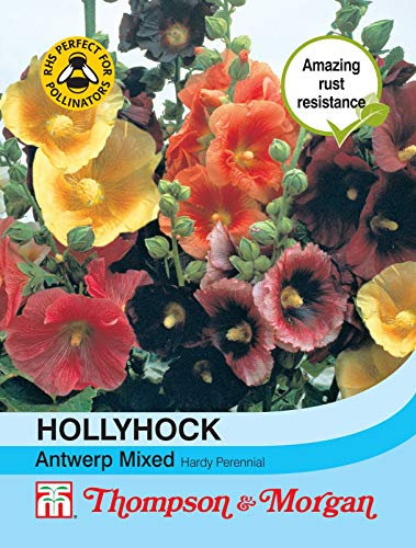 Thompson & Morgan - Flowers - Hollyhock Antwerp Mixed - 50 Seed