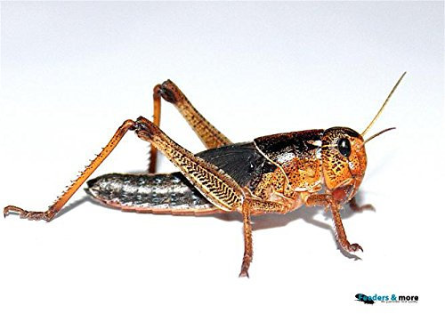 Feeders & More - Heuschrecken - Wanderheuschrecken KLEIN - 25 Stück - Lebendfutter Insekten Wanderheuschrecken - Futter für Reptilien, Bartagamen und Amphibien - Futterinsekten & Haustierfutter