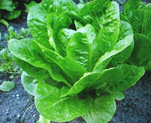 LAITUE ROMAINE * * * NUTRITIFS 200 graines * COS Parris Island
