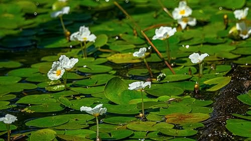 European Frog-bit (Hydrocharis morsus-ranae) garden pond, frost-hardy - Live aquatic plant