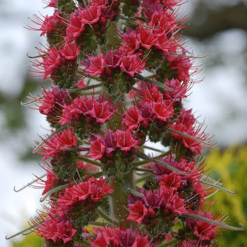 Plant World Seeds - Echium 'Red Rocket' (x Wildpretii) Seeds (Perennial Flower Seeds)