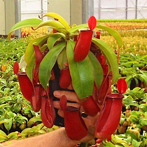 BAD Inc 50 Pcs/sac Nepenthes Graines de plantes Bonsai paniers suspendus Graines