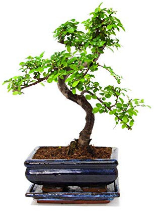 Bonsai Tree Chinese Elm