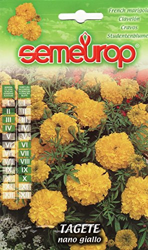 Semi di TAGETE Nana Gialla - h cm 25