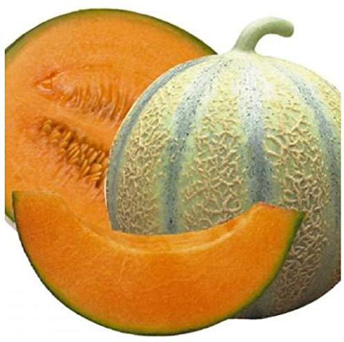 PREMIER SEEDS DIRECT - Melon Seeds - Cantaloupe DI CHARENTAIS - 100 Finest Seeds