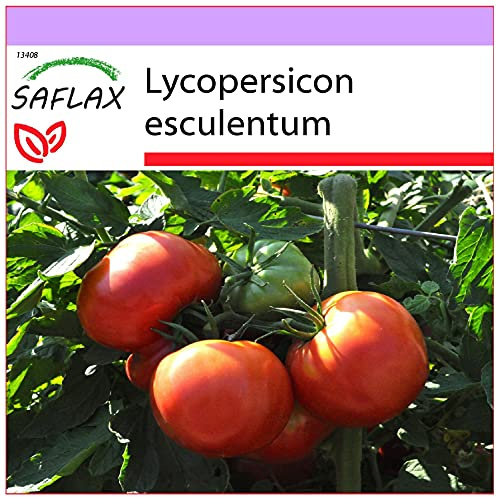 SAFLAX - Tomat - Rose De Berne - 10 Frön - Lycopersicon esculentum