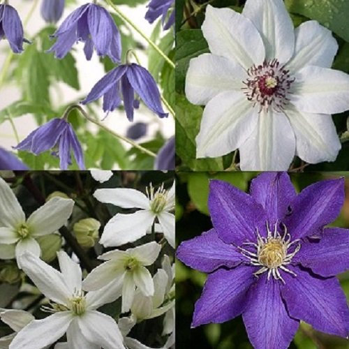 4 x Clematis - Blau Weiß - 4 Pflanzen kaufen / 3 bezahlen - Clematis Snowdrfit (Immergrün)/Macropetala/Miss Bateman/The President - Mehrjährig und Winterhart | 4 x 1,5 Liter Töpfe