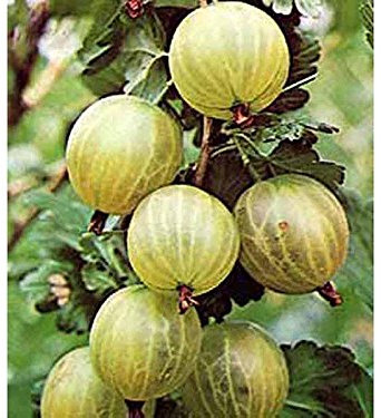 UVA SPINA BIANCA GIALLA (1 PIANTA)