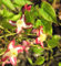Staudenkulturen Wauschkuhn Epimedium rubrum - Elfenblume - Staude im 9cm Topf
