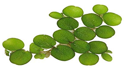 24 Water Spangles (Salvinia Minima), Live Aquarium/Aquatic/Floating/ Pond/Beginner Plant by G&Z