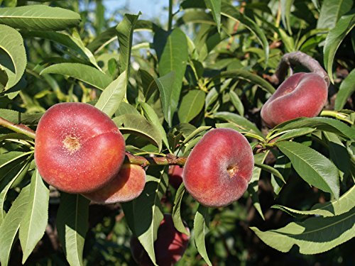 Müllers Tellerpfirsich 'Plati For One' ca. 150 cm im 7,5 Liter Topf