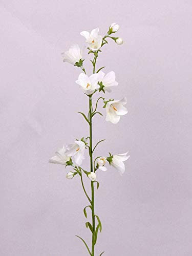artplants.de Artificial Bellflower, white, 26/66cm, Ø 2/5cm - Artificial Campanula/Silk Flower