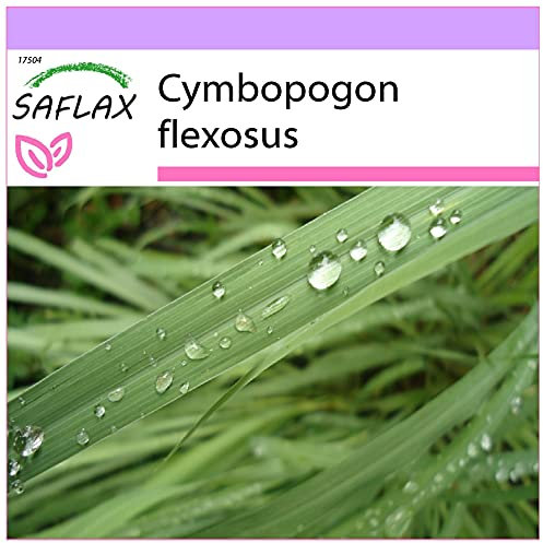 SAFLAX - Kräuter - Zitronengras - 50 Samen - Cymbopogon flexosus