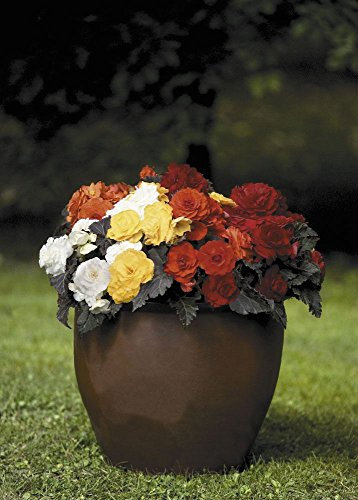 Just Seed - Flower - Begonia - Nonstop Mocca Mixed F1-10 Pelleted Seed