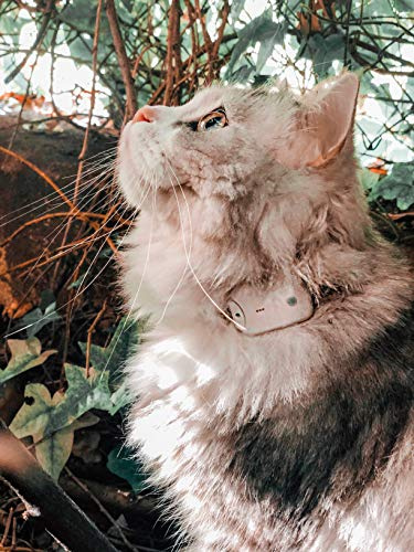 Girafus/Traceur Chat/sans Abonnement/Radio Localisateur -Non GPS/Mini Tracker pour Collier Chat Chien/Suivi Jusqu’à 4 Animaux/Fonctionne Aussi en Espace Clos / + Chargeur Inclus