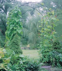 GAP GARDEN PRODUCTS Heavy Duty Solid Metal Garden Archway (152cm wide) Coated Black (Sudborough Arch) With Free Add On Trellis Infill Pack