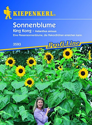 Kiepenkerl, Sonnenblume, Helianthus annuus King Kong