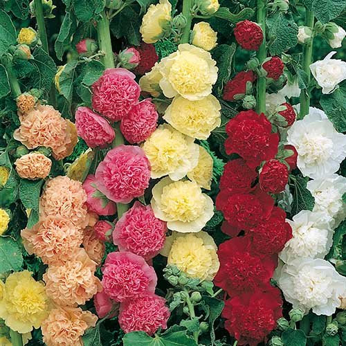 PREMIER SEEDS DIRECT - Hollyhock - CHATERS Double Mixed - 150 Seeds