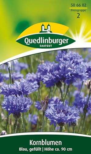 Kornblume, Blau, gefüllt