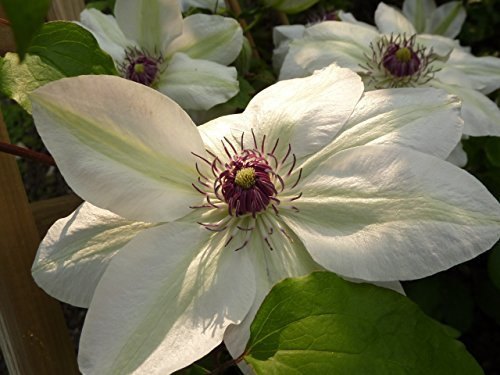 Clematis Kletterpflanzen 40-100cm topfgewachsen, verschiedene Sorten/Farben (80-100cm, Weiß)