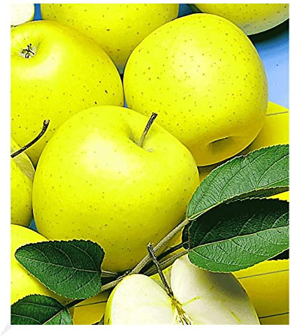 BALDUR Garten Säulen-Apfel 'Golden Delicious', 1 Pflanze, Apfelbaum, winterhart, platzsparende Säule für kleine Gärten, Balkone & Terrassen, Wasserbedarf gering, Malus domestica