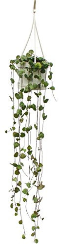 exotenherz - Zimmerpflanze zum Hängen - Ceropegia woodii - Leuchterblume - 10cm Ampel