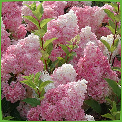 Rispenhortensie Vanilla Fraise cremeweiß-rosa- purpurrot - Hortensie winterhart & mehrjährig - Hydrangea paniculata - 1 Pflanze von Garten Schlüter - Pflanzen in Top Qualität