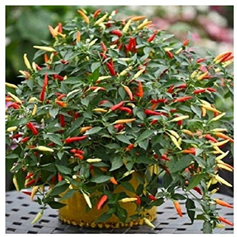 PREMIER SEEDS DIRECT - HOT Chilli Pepper - Basket of FIRE F1-8 Finest Seeds