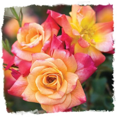 Josephs Coat Climbing Rose - Live Plant 1.5 Gal - Repeat Blooming Multi-Color Apricot Pink Orange Yellow - 12ft Climber Zones 5-10 - Stargazer Perennials