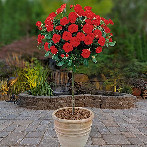 YouGarden x 2 Red Rose Bushes 60cm Tall. Bare Root Rose Bushes for Outdoor. Ready to Plant Roses. Disease Resistant Easy to Grow Outdoor Plants for Gardens Patio Plants