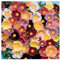 PREMIER SEEDS DIRECT - Hollyhock - Antwerp Mix - 100 Flower Seeds - ALCEA FICIFOLIA