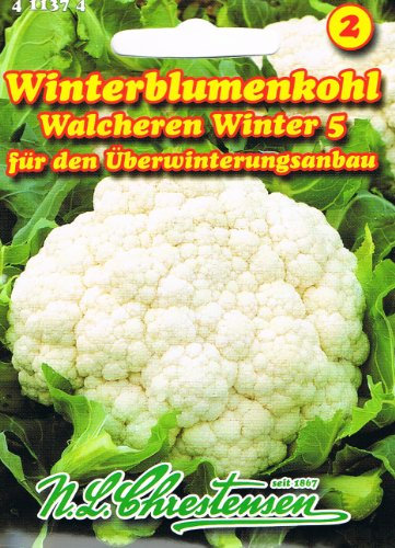 Blumenkohl Walcheren Winter 5 (Portion)