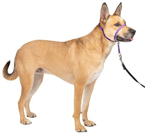 PetSafe Gentle Leader No-Pull Dog Headcollar - The Ultimate Solution to Pulling - Redirects Your Dog's Pulling for Easier Walks - Helps You Regain Control - Medium, Deep Purple