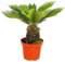 Exotenherz - Cycas revoluta - Japanischer Palmfarn im 28cm Topf