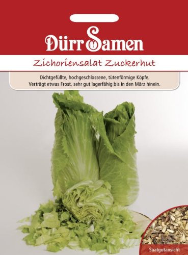 Zichoriensalat Zuckerhut Samen Uranus Salat Zuckerhutsamen ca 500 Korn SaatgutSamenfest Balkon Garten Hochbeet Kübel Dürr Samen
